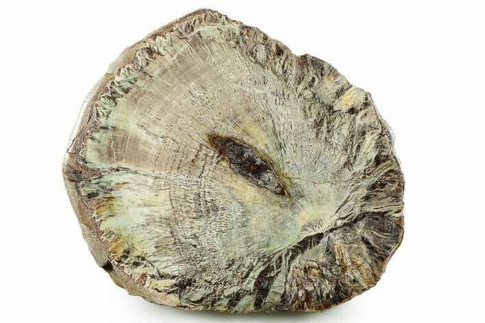 Colorful Polished Petrified Wood Slab - Turkey #383668